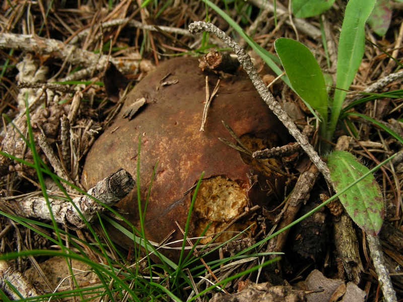 Boleti trentini, chi soffre d''invidia o siccit� non guardi